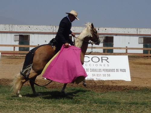 Peruvian Step Horse Show.